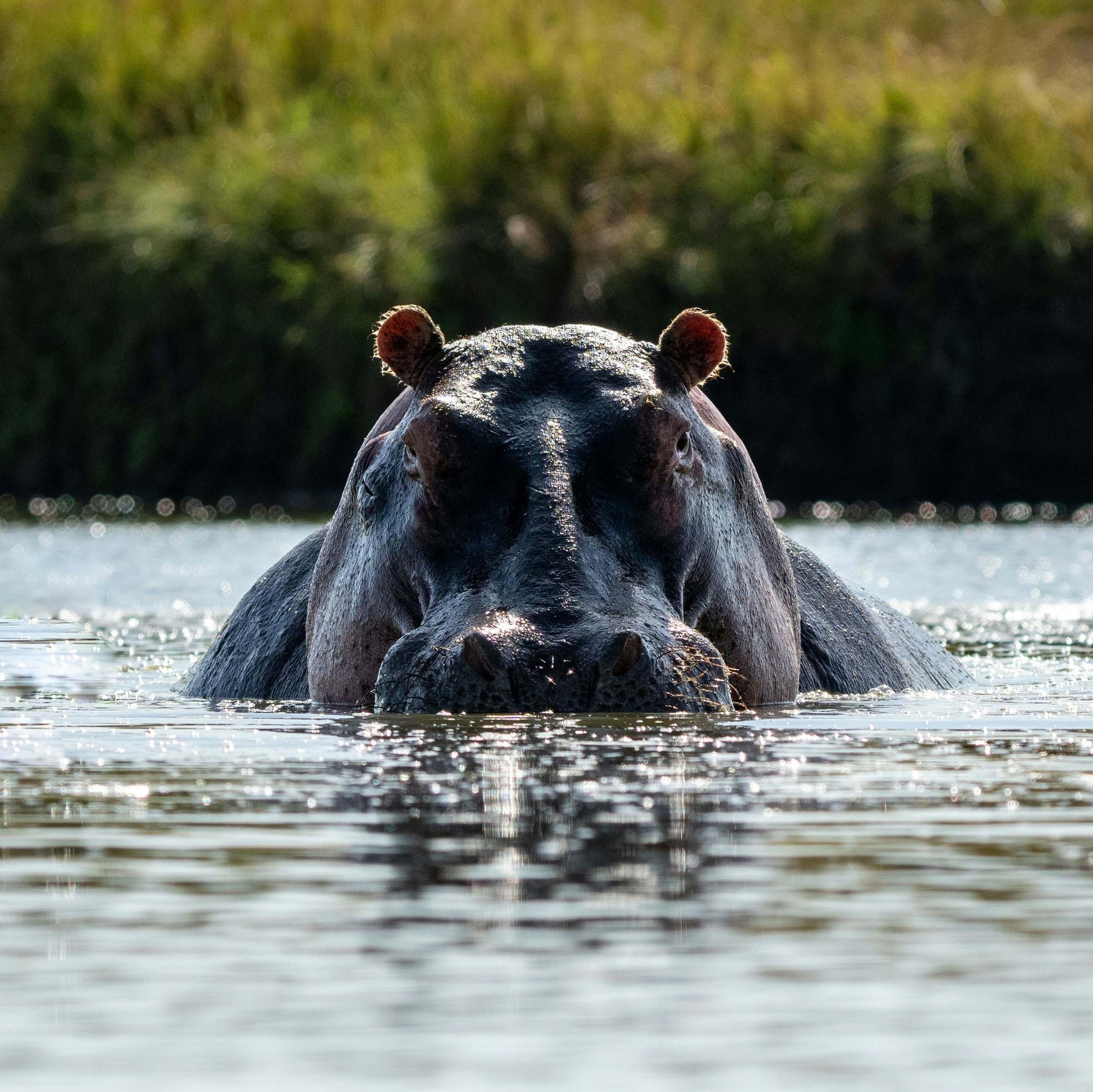 hippo-lakes-hippo-water-front hippo-lakes-hippo-water-front